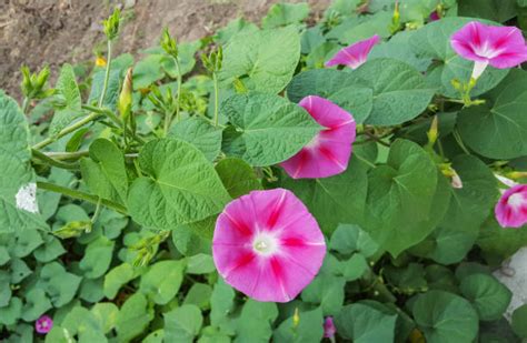 牽牛花風水|如何按照風水來擺設紫花牽牛？（特徵、方位、共同擺設的植物）